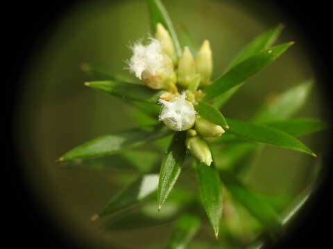 Image of Leucopogon leptospermoides R. Br.