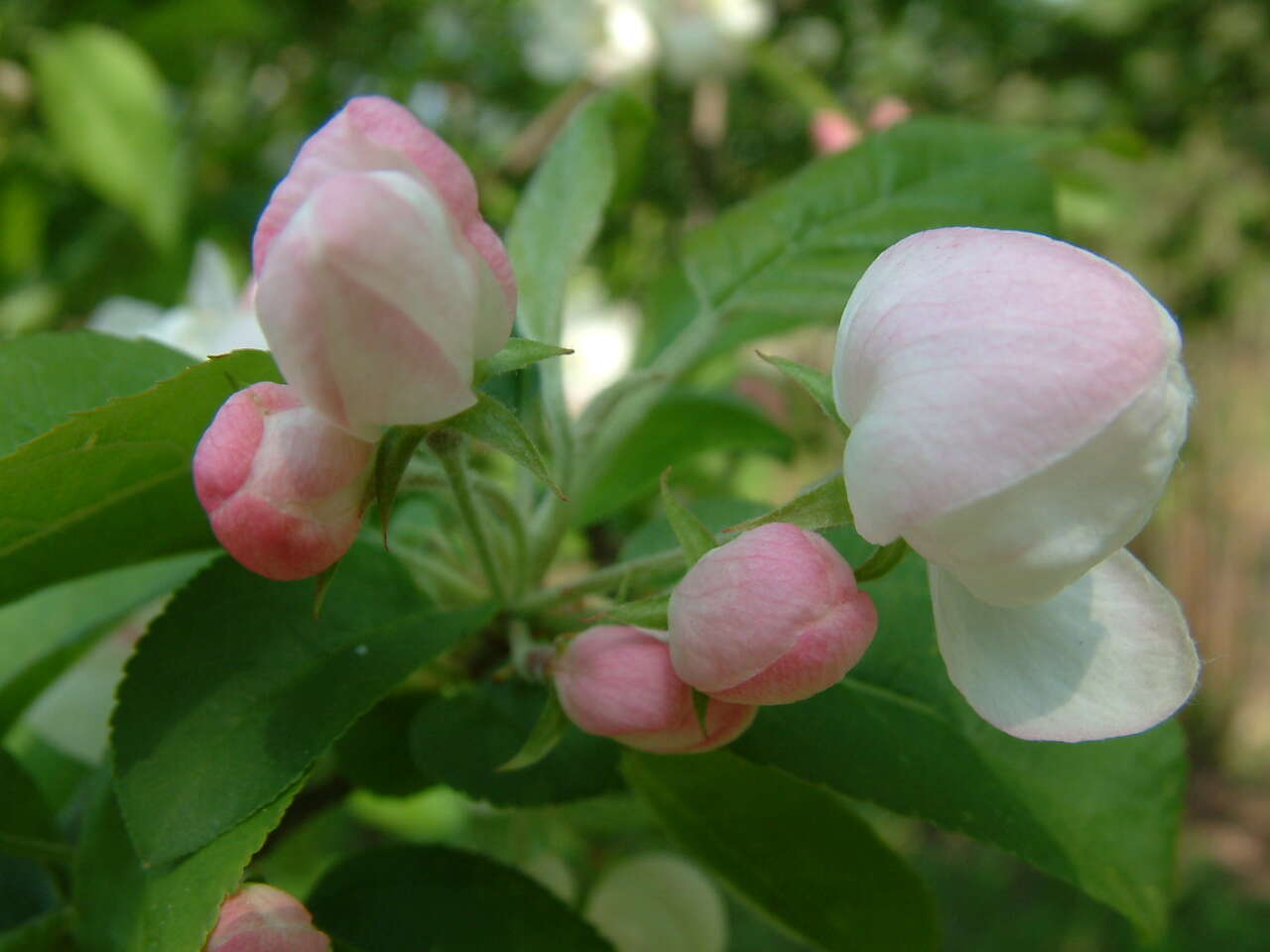 Image of Malus transitoria (Batalin) C. K. Schneid.