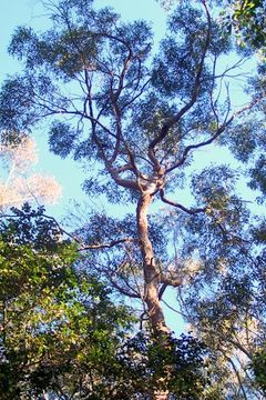 Image of Red Mahogany