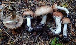 Слика од Agaricus subrufescentoides Murrill 1912