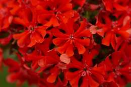 Слика од Silene chalcedonica (L.) E. H. L. Krause
