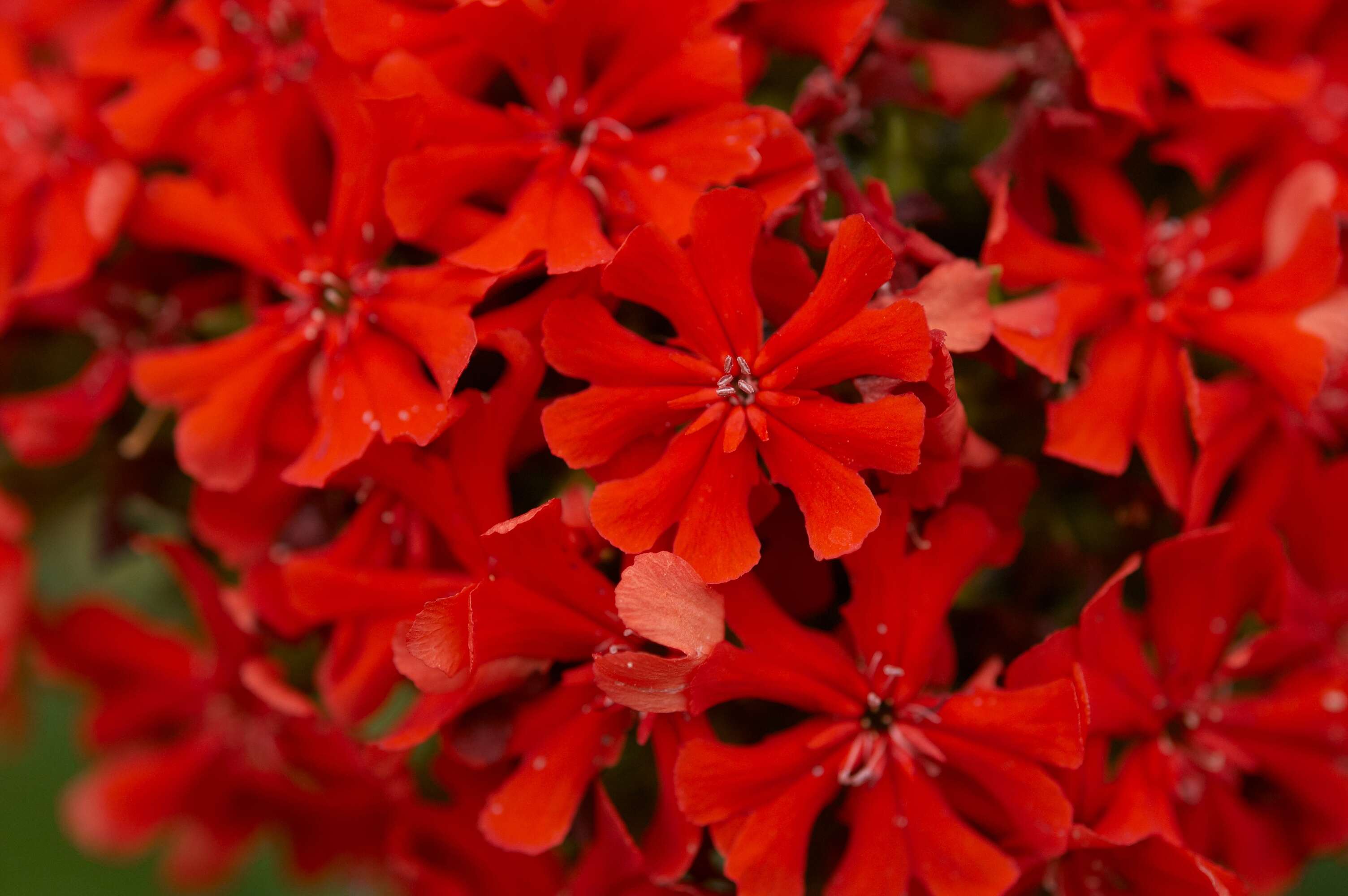 Слика од Silene chalcedonica (L.) E. H. L. Krause