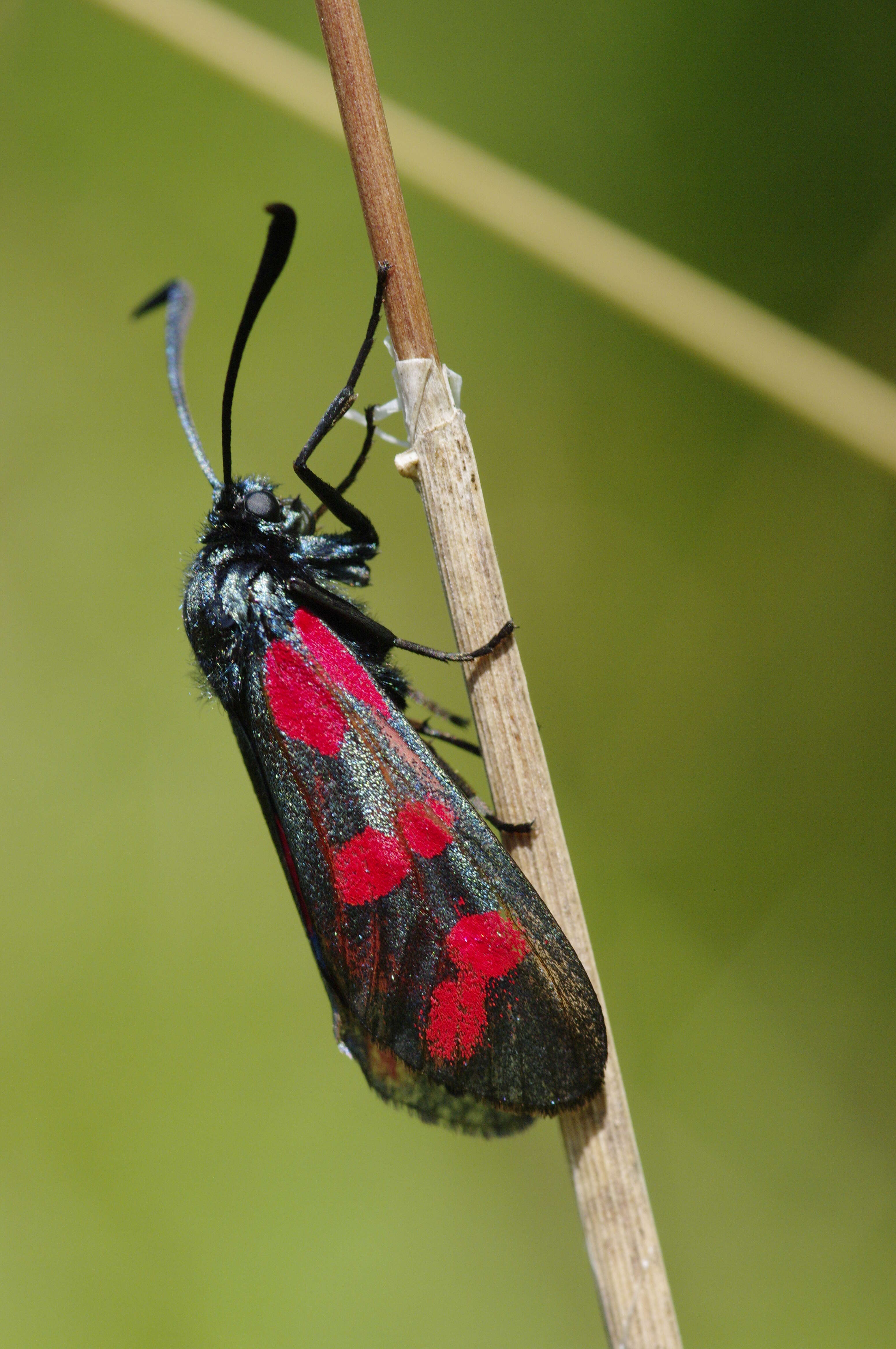 Image of six-spot burnet