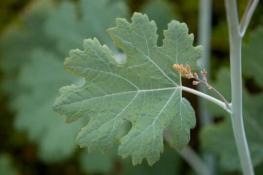 Image of macleaya