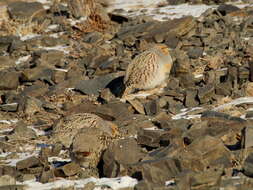 Image of Daurian Partridge