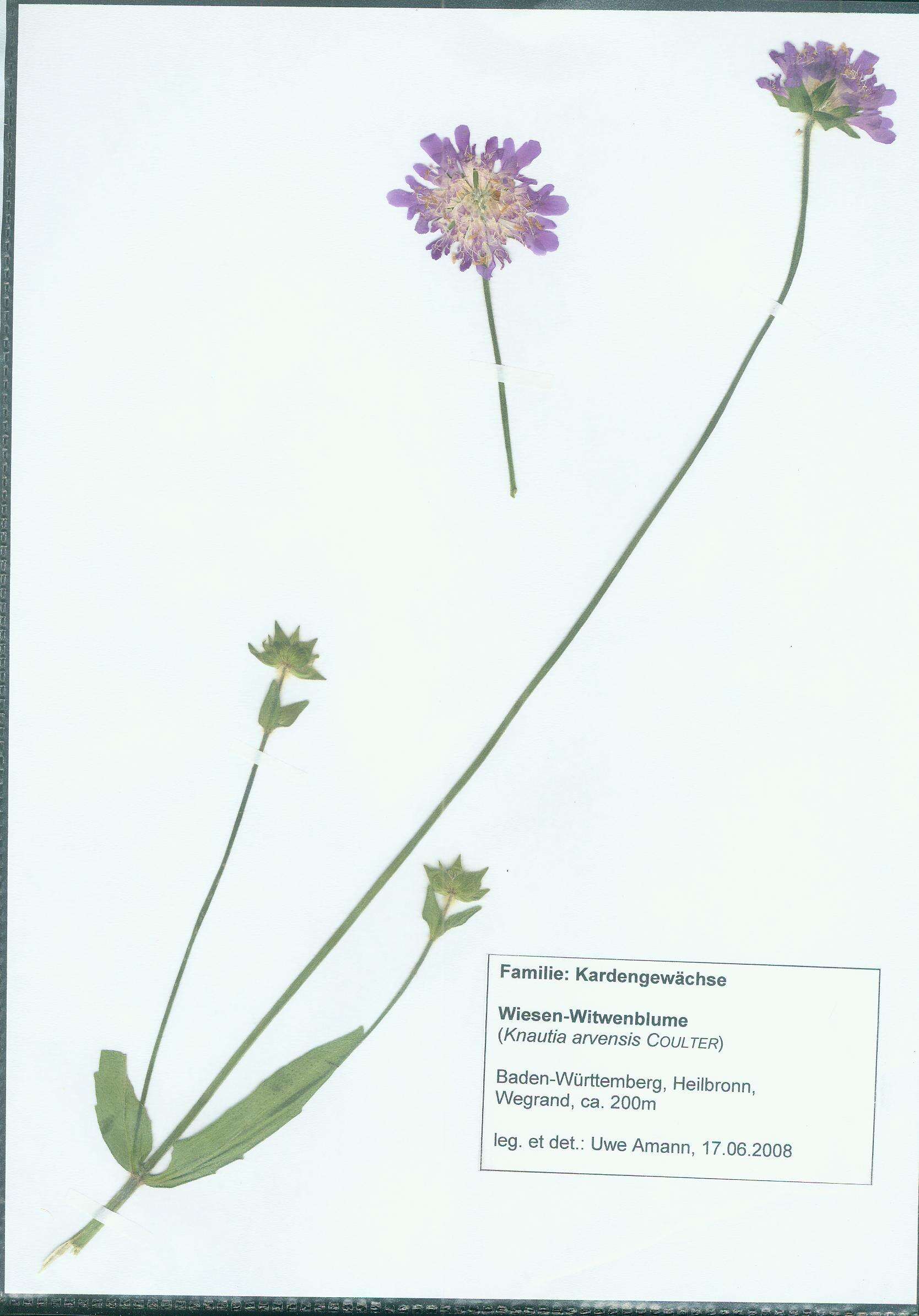 Слика од Knautia arvensis (L.) Coulter