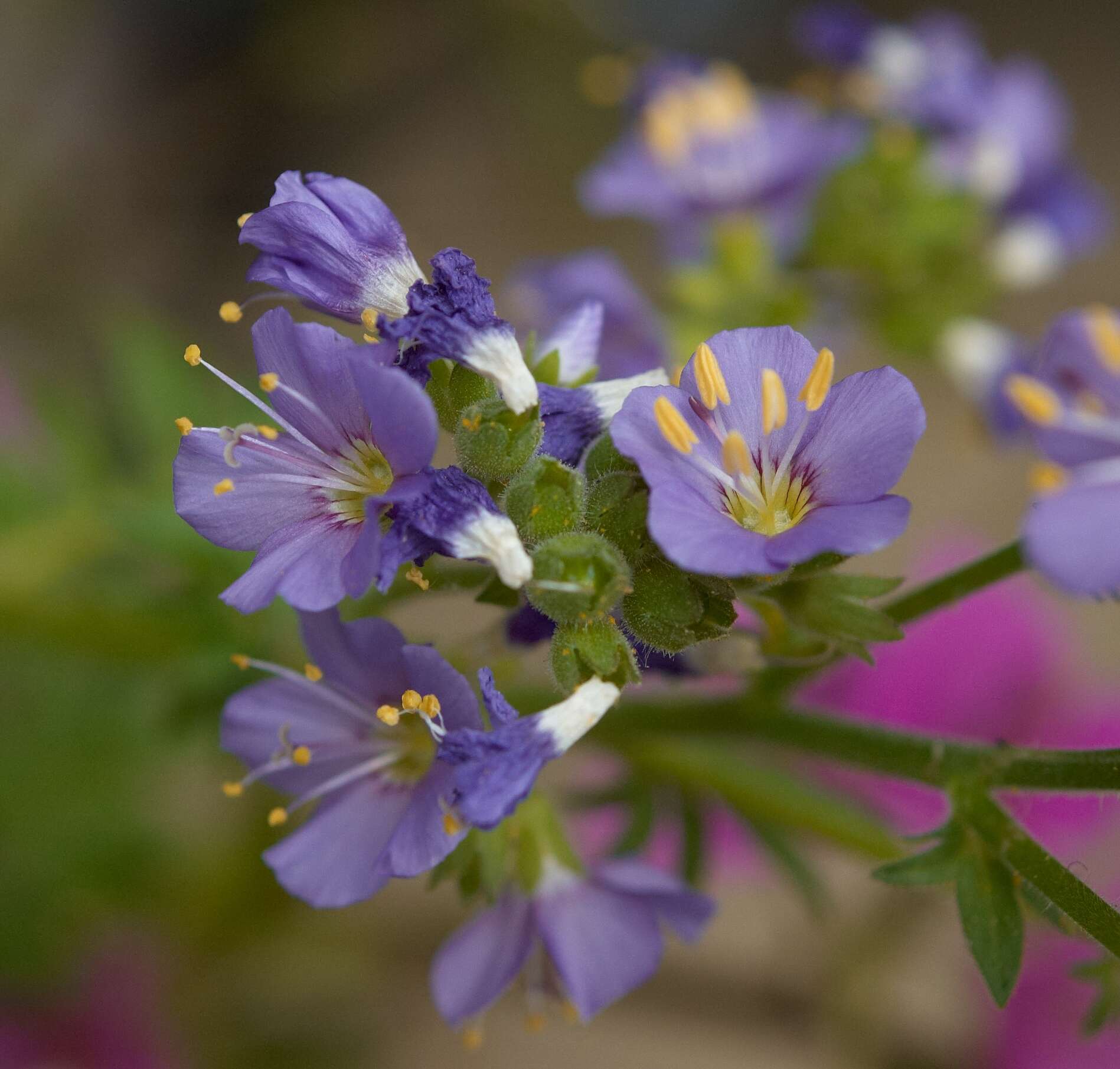 Image de Polémoine bleue