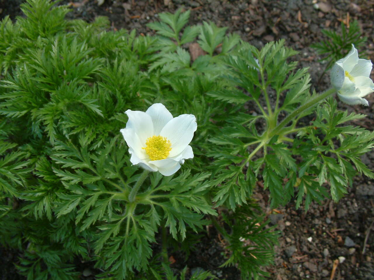 Image of alpine anemone