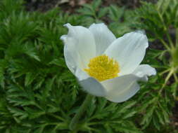 Image of alpine anemone