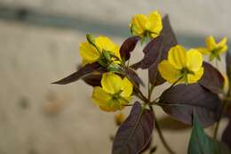 Image of fringed loosestrife