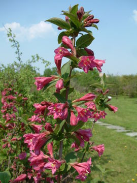 Image of Wiegela