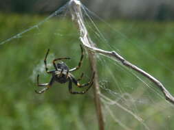 Image of Parawixia bistriata (Rengger 1836)