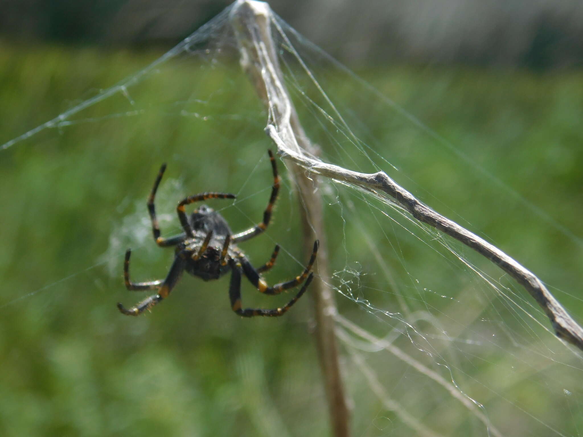 Image of Parawixia bistriata (Rengger 1836)