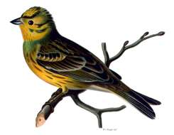 Image of Yellowhammer