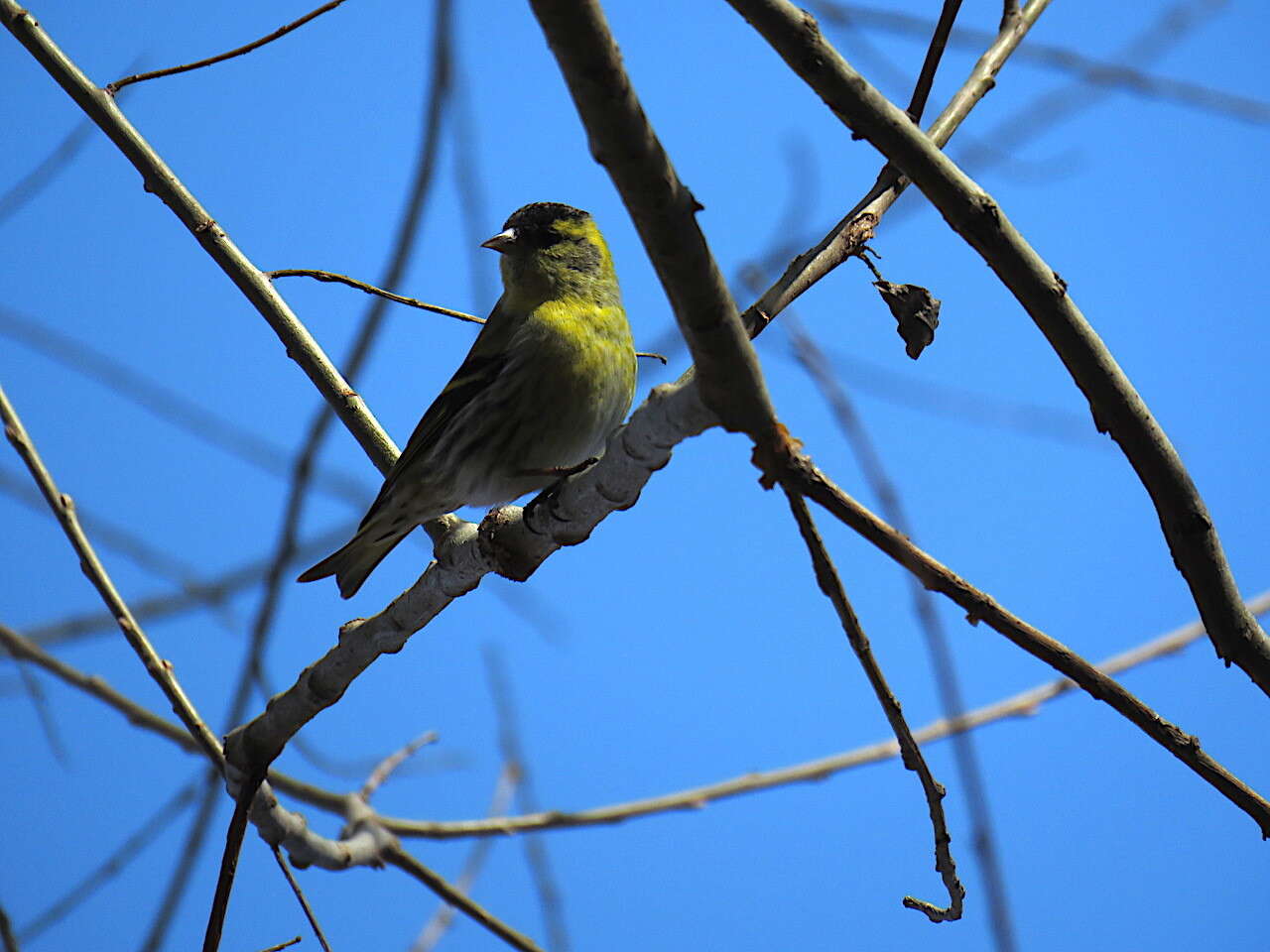 Sivun Spinus spinus (Linnaeus 1758) kuva