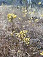 Image of Chrysocephalum semipapposum (Labill.) Steetz