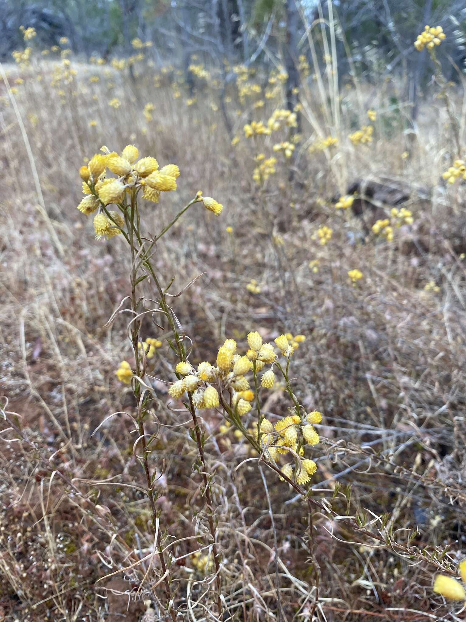 Image of Chrysocephalum semipapposum (Labill.) Steetz