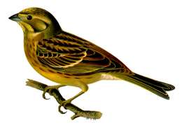 Image of Yellowhammer