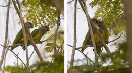 Image of Senegal Parrot