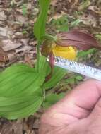 Imagem de Cypripedium parviflorum var. parviflorum