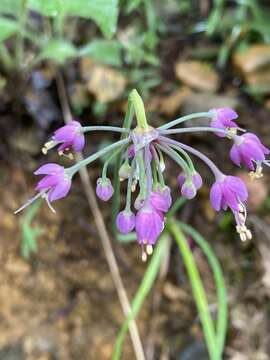 Image of Lady's leek