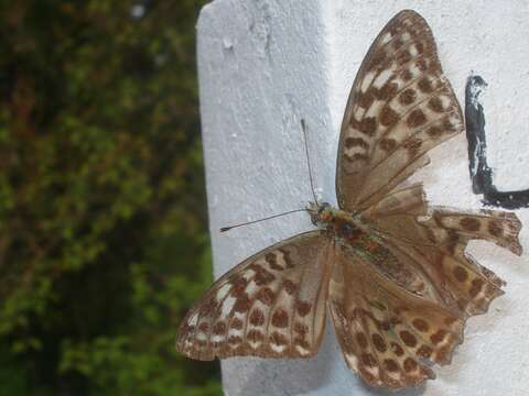 Image of silver-washed fritillary