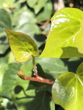 Image of Ivy aphid