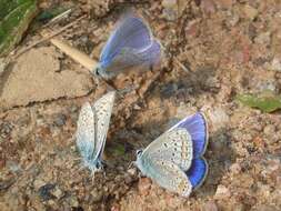 Image of common blue