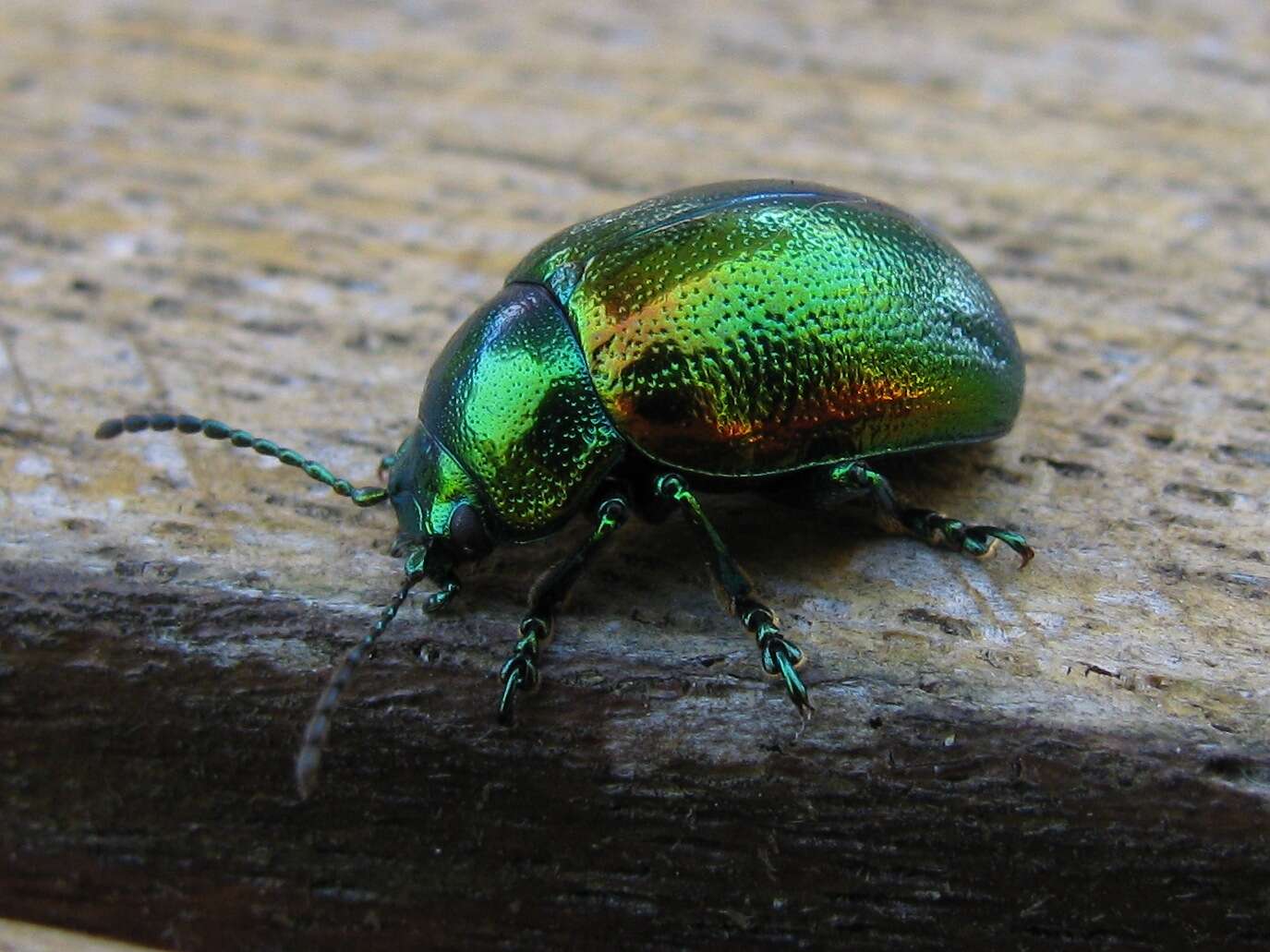 Image of Chrysolina herbacea