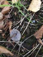 Imagem de Mycena leptocephala (Pers.) Gillet 1876