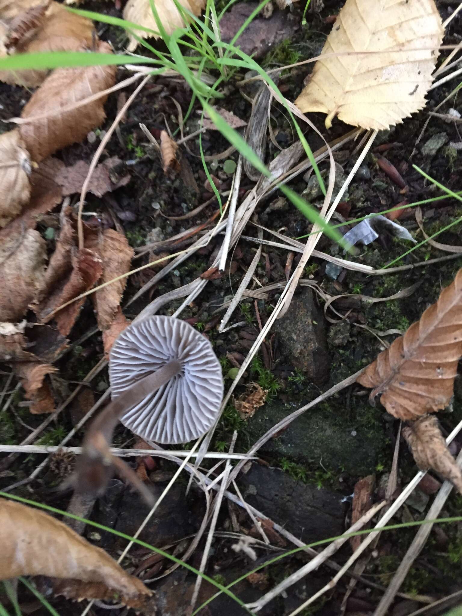 Imagem de Mycena leptocephala (Pers.) Gillet 1876