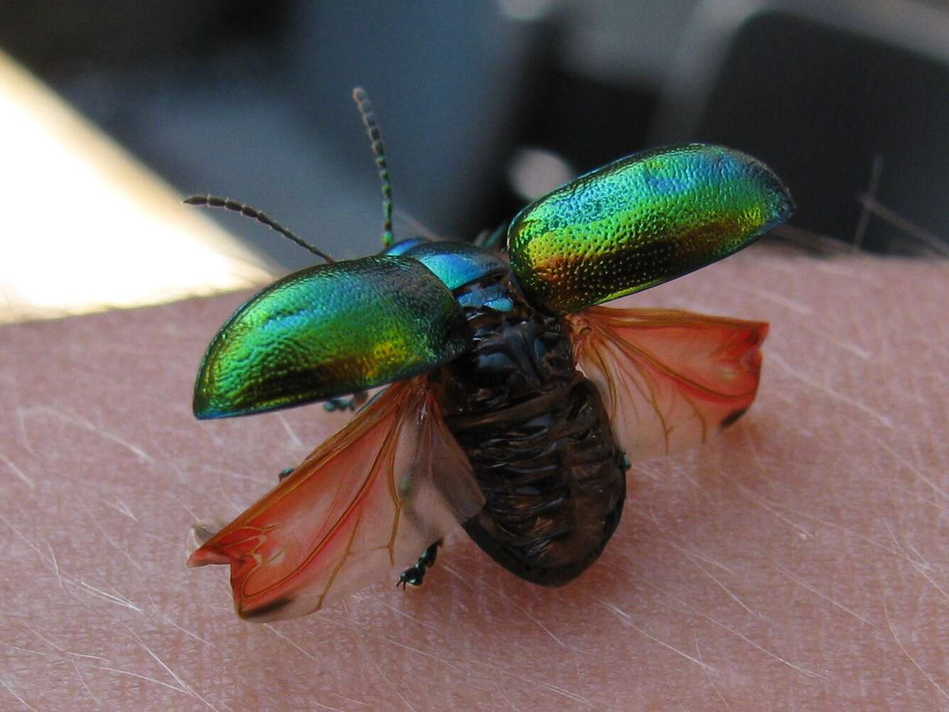 Image of Chrysolina herbacea