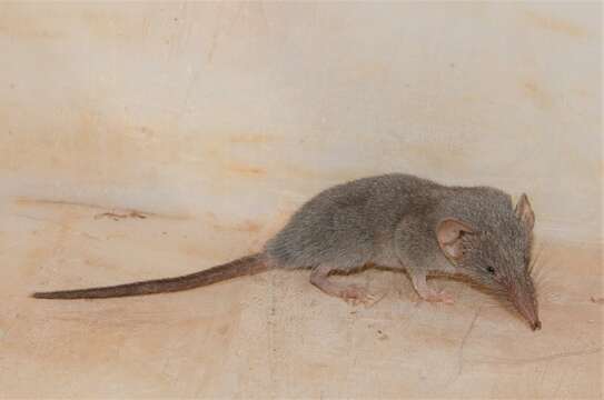 Image of Reddish-gray Musk Shrew