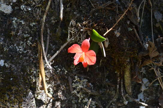 Image of Scarlet Cattleya