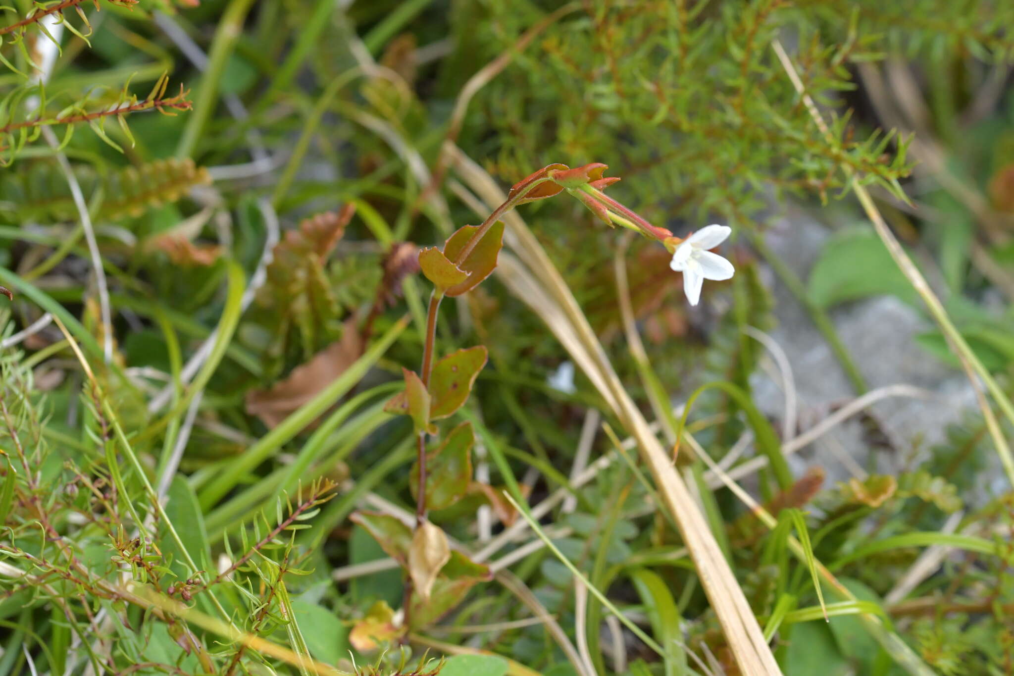 Image de Epilobium chlorifolium Hausskn.