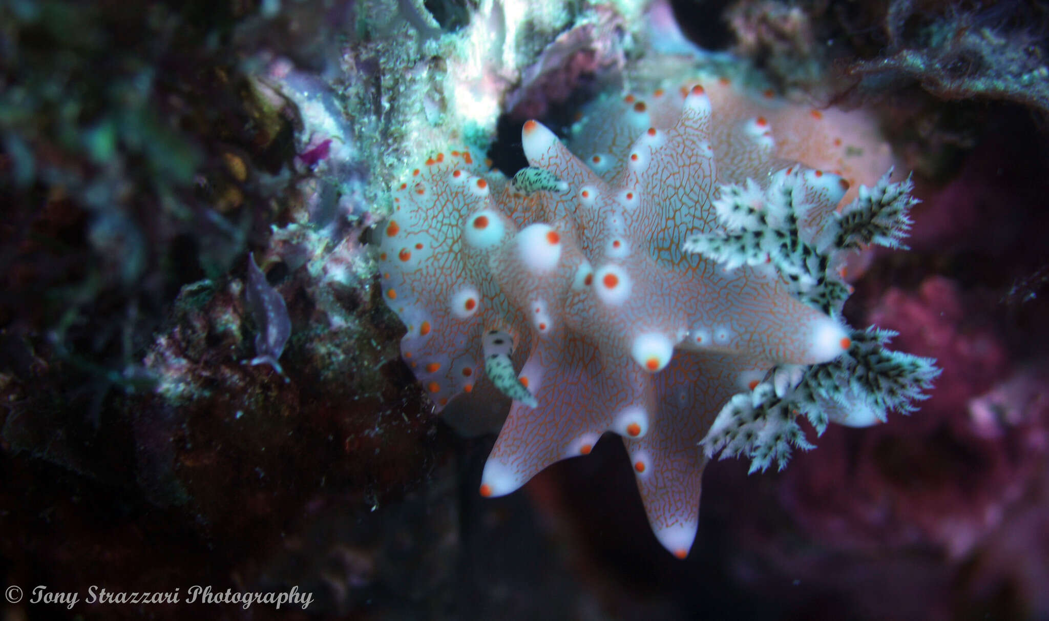 Image of Orange spot white lumpy slug