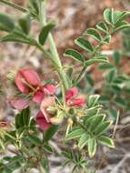 Indigofera ingrata N. E. Br.的圖片