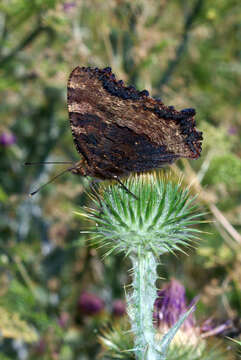 Nymphalis polychloros Linnaeus 1758 resmi