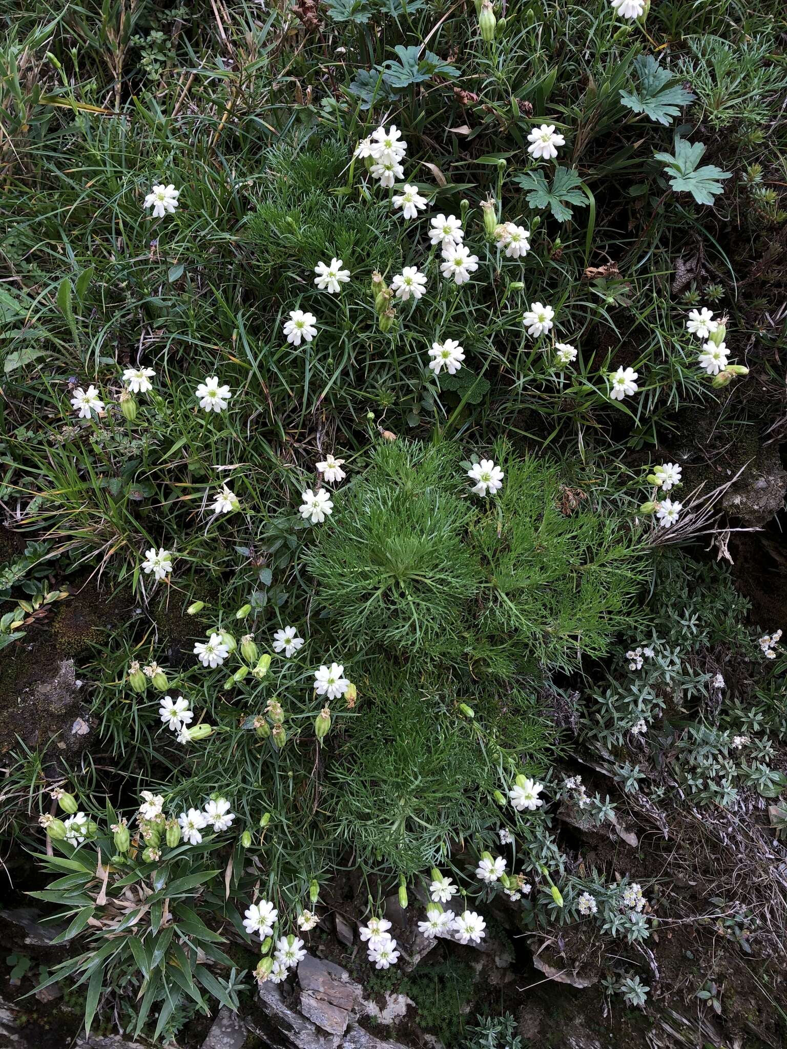 Image of Silene morrisonmontana var. glabella (Ohwi) Ohwi & Ohashi