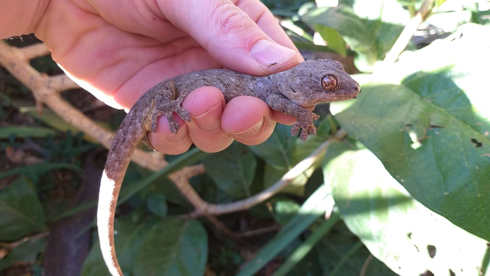 Image of Wahlberg's Velvet Gecko