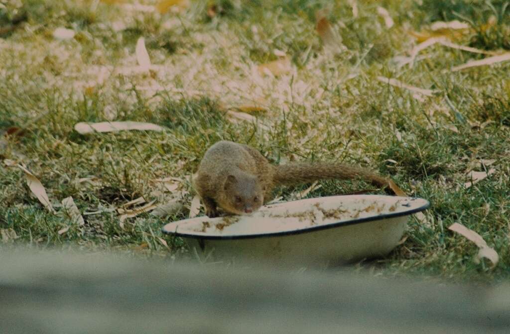 Image of Slender Mongoose