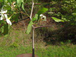 Image of Copenhagen hawthorn