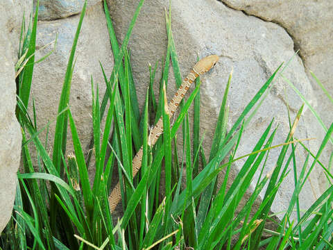 Image of Dahl's Whip Snake