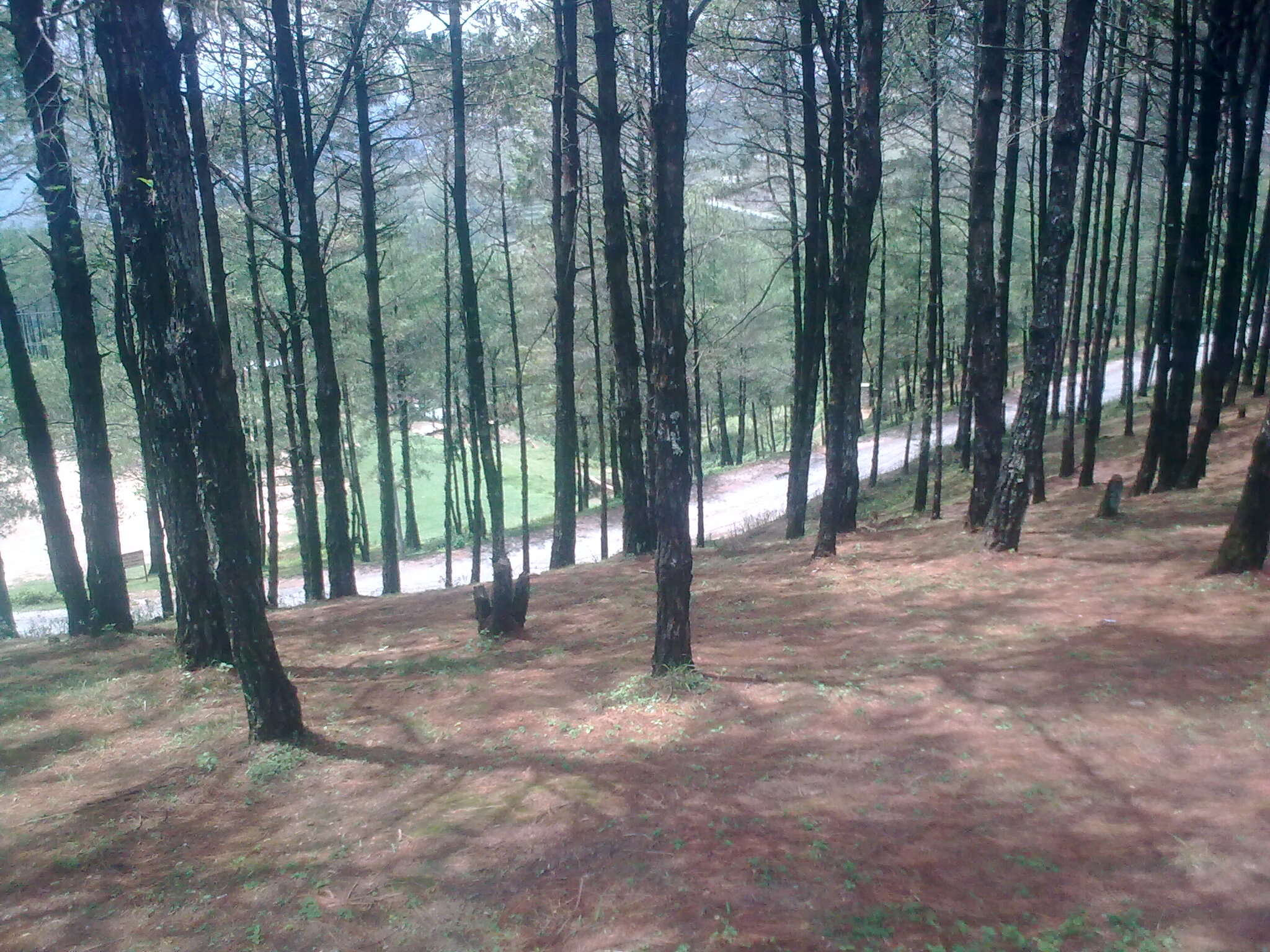 صورة Pinus wallichiana A. B. Jacks.