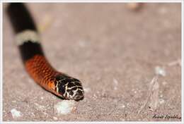 Image of Argentinian Coral Snake