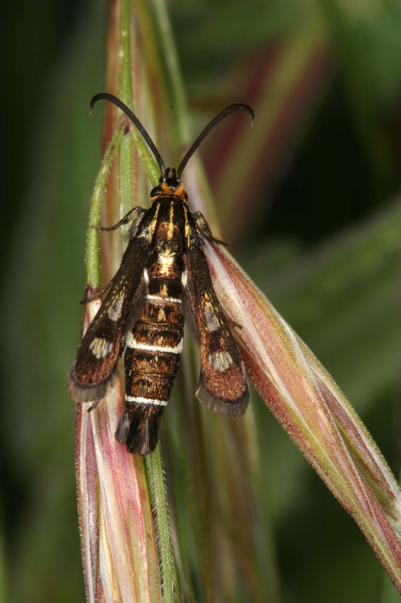 Image of Chamaesphecia maurusia Püngeler 1912