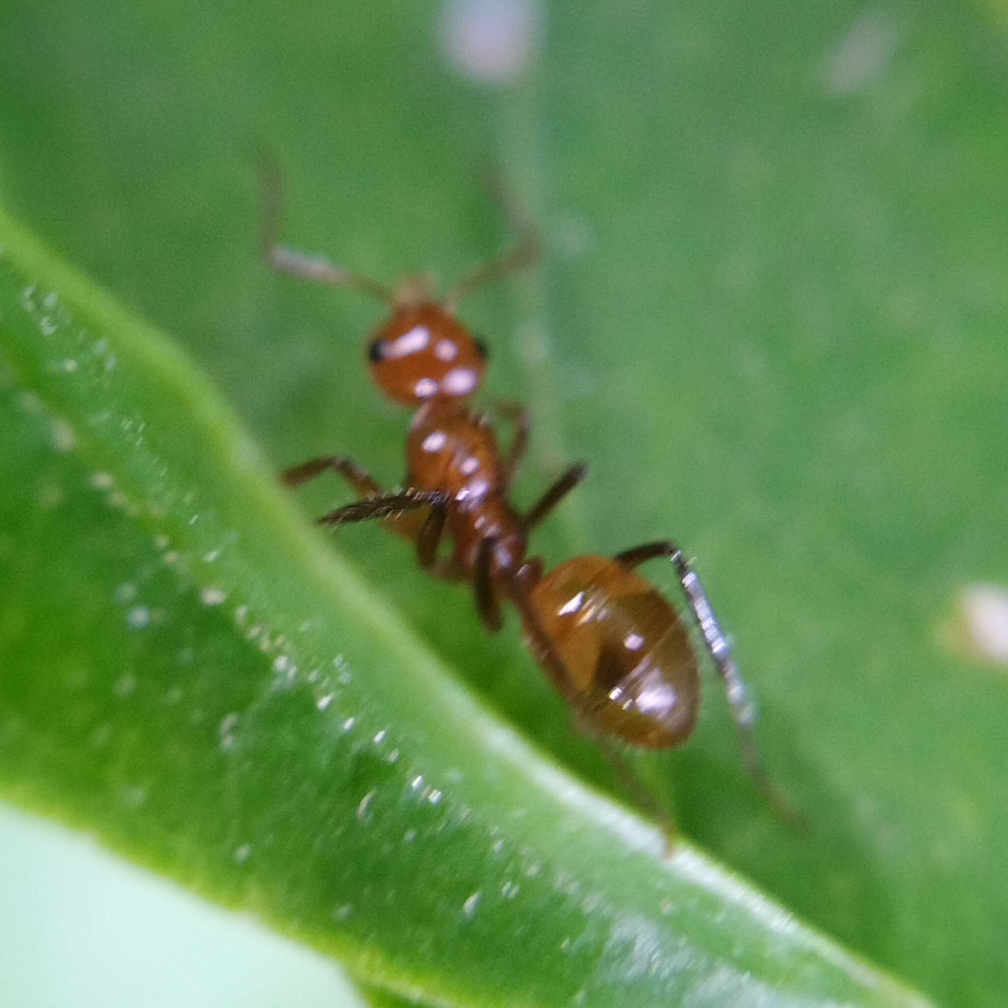 Image of Camponotus dimorphus Emery 1894