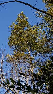 Image of Loblolly Bay