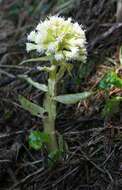 Image of Petasites albus (L.) Gaertn.