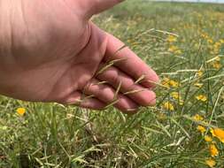 Image of annual semaphoregrass